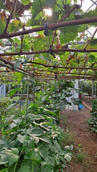 모포리흰개 님의 포도 · 영농일지 작성글 사진