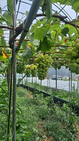 모포리흰개 님의 포도 · 영농일지 작성글 사진