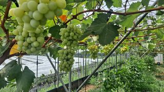 모포리흰개 님의 포도 · 영농일지 작성글 사진