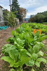 팜모닝 배추·영농일지 게시글 이미지