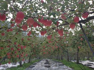 김인태님의 사과 · 일상 작성글 사진