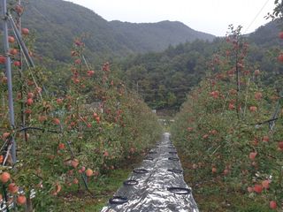 김인태님의 사과 · 일상 작성글 사진