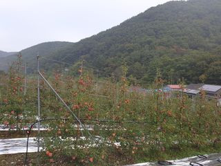 김인태님의 사과 · 일상 작성글 사진