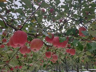 김인태님의 사과 · 일상 작성글 사진