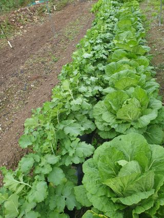 김인태님의 사과 · 일상 작성글 사진