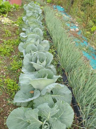 김인태님의 사과 · 일상 작성글 사진