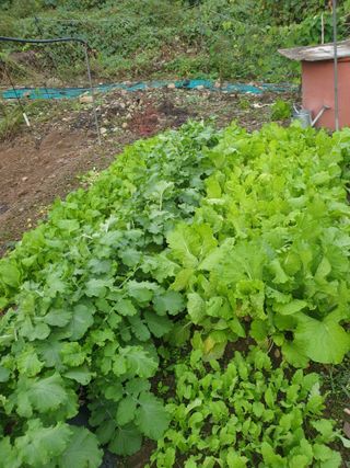 김인태님의 사과 · 일상 작성글 사진