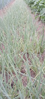 팜모닝 자유주제·자유게시판 게시글 이미지