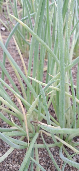주말농장 11463님의 자유주제 · 자유게시판 작성글 사진