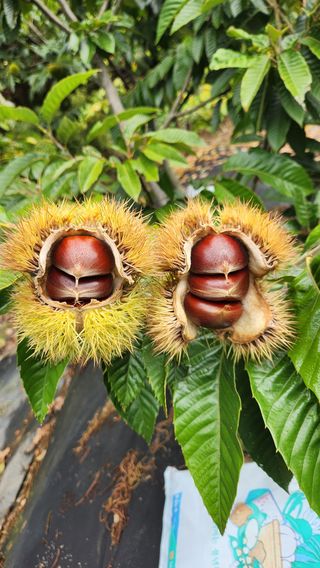 호두마루님의 기타작물 · 영농일지 작성글 사진