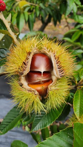 호두마루님의 기타작물 · 영농일지 작성글 사진