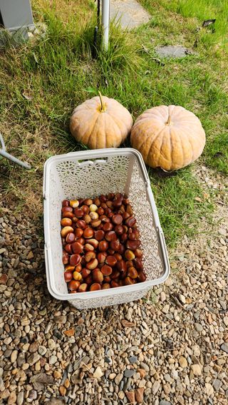 호두마루님의 기타작물 · 영농일지 작성글 사진