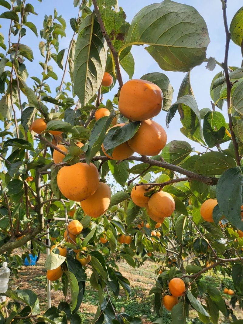 참깨20008님의 장터 판매 상품 [대봉감 10Kg] 첨부 사진