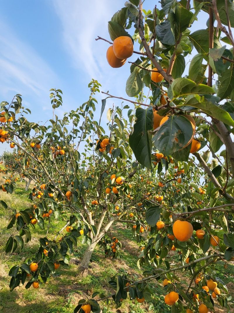 참깨20008님의 장터 판매 상품 [대봉감 10Kg] 첨부 사진