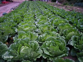 손동현님의 배추 · 영농일지 작성글 사진