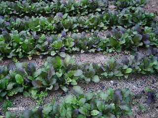 손동현님의 배추 · 영농일지 작성글 사진