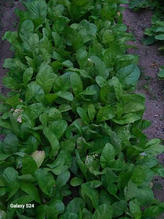 손동현님의 배추 · 영농일지 작성글 사진