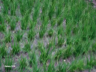 손동현님의 배추 · 영농일지 작성글 사진