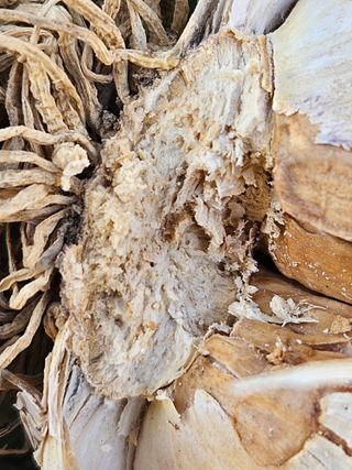 백수현님의 마늘 · 병해충상담 작성글 사진