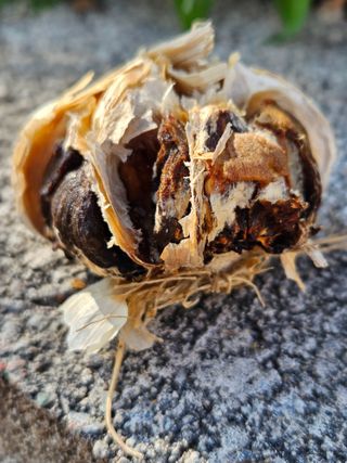 백수현님의 마늘 · 병해충상담 작성글 사진