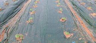 박춘서님의 자유주제 · 자유게시판 작성글 사진