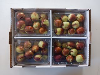 정원대추농원님의 작성글 사진