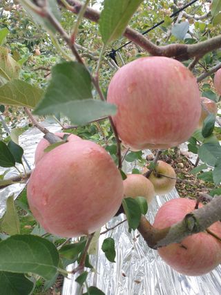 한길농원님의 자유주제 · 자유게시판 작성글 사진