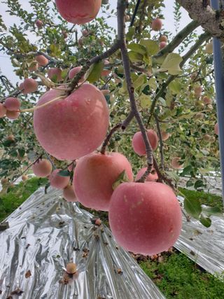 한길농원님의 자유주제 · 자유게시판 작성글 사진