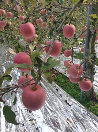 한길농원님의 자유주제 · 자유게시판 작성글 사진