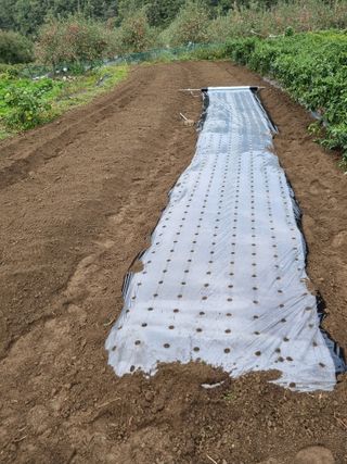 윤장희님의 마늘 · 영농일지 작성글 사진