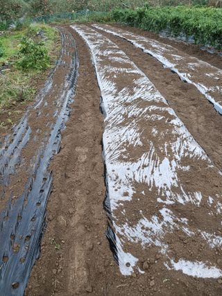 윤장희님의 마늘 · 영농일지 작성글 사진