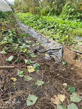 ♡청심전유삼♡님의 자유주제 · 자유게시판 작성글 사진