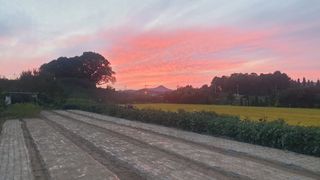 동읍초보임화영님의 마늘 · 영농일지 작성글 사진