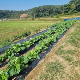 백현호님의 배추 · 영농일지 작성글 사진