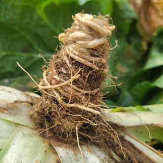 인제 돈키호테님의 배추 · 병해충상담 작성글 사진