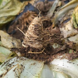 인제 돈키호테님의 배추 · 병해충상담 작성글 사진