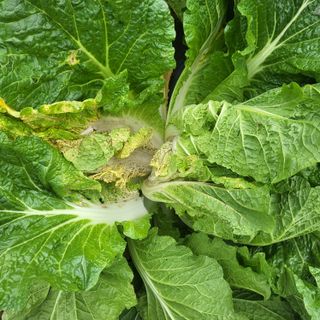 인제 돈키호테님의 배추 · 병해충상담 작성글 사진