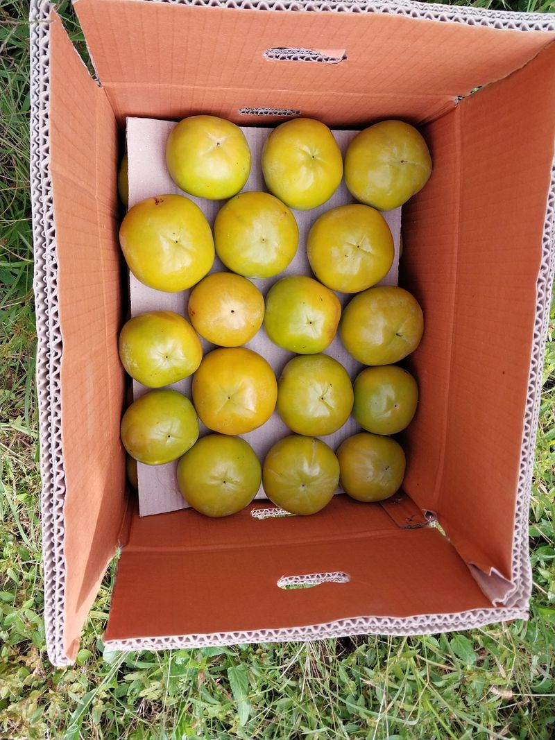 정창교님의 장터 판매 상품 [단감 10Kg] 첨부 사진