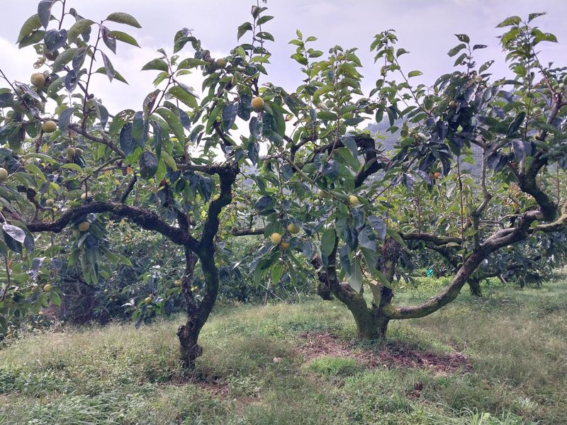 정창교님의 장터 판매 상품 [단감 10Kg] 첨부 사진
