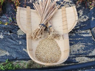 아침못자연농원님의 마늘 · 영농일지 작성글 사진