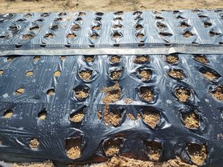 아침못자연농원님의 마늘 · 영농일지 작성글 사진