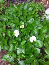 팜모닝 팜모닝·출석 게시글 이미지