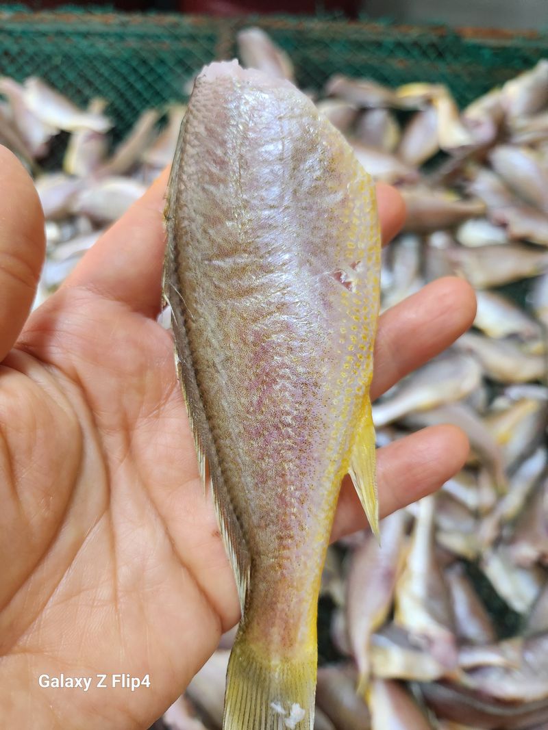 장터 상품 [손질조기 1키로 22미에서23미내외] 썸네일