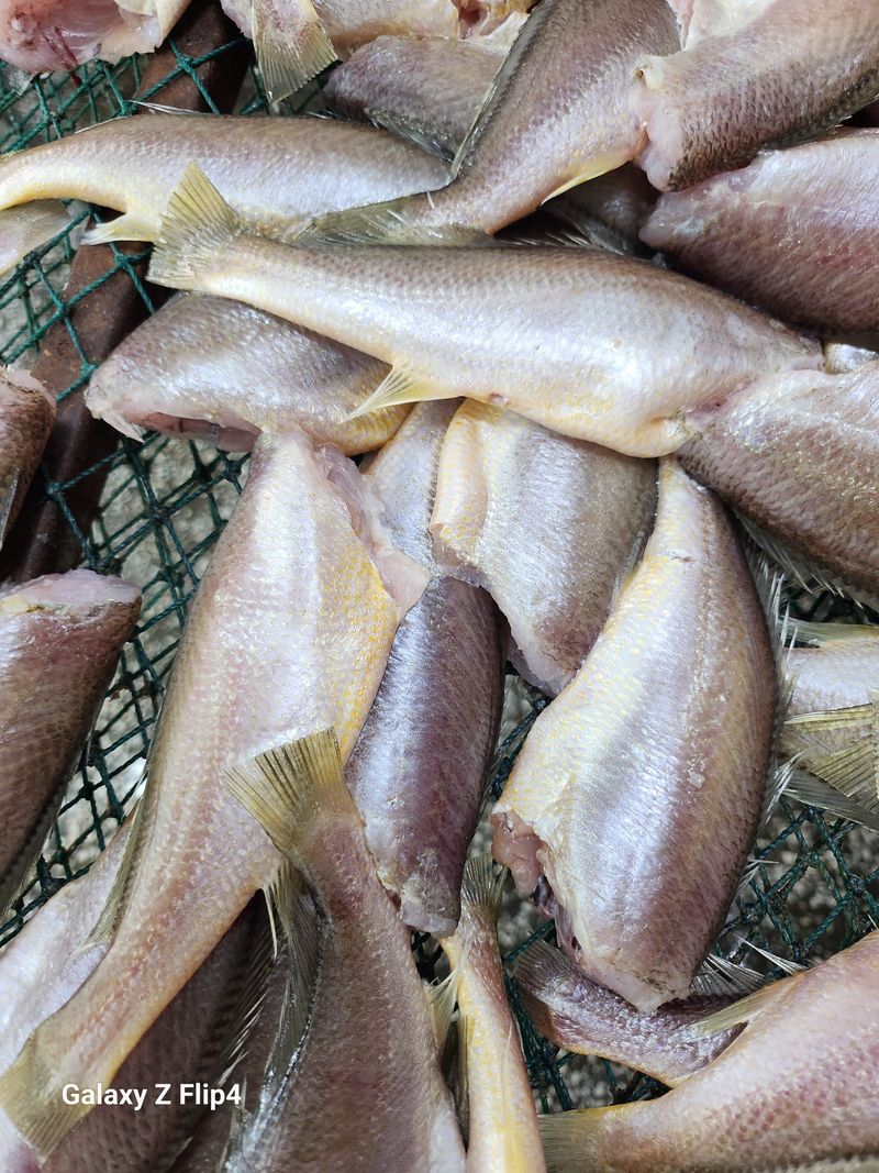 매일굴비센타 님의 장터 판매 상품 [손질조기 1키로 22미에서23미내외] 첨부 사진