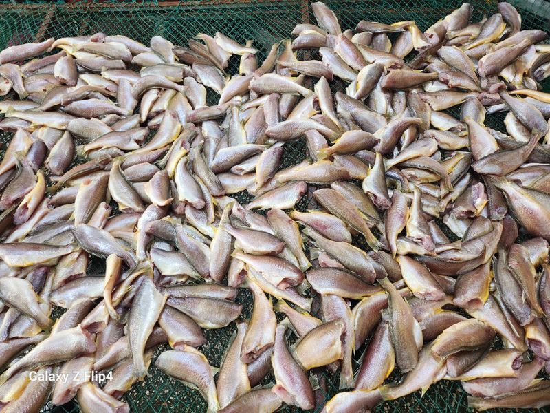 매일굴비센타 님의 장터 판매 상품 [손질조기 1키로 22미에서23미내외] 첨부 사진