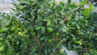 정읍&레드향님의 팜모닝 · 출석 작성글 사진