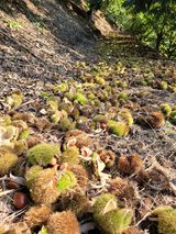 팜모닝 기타작물·영농일지 게시글 이미지