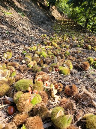 홍가네수정농장님의 기타작물 · 영농일지 작성글 사진