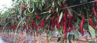 이.일신.꽃분아빠님의 작성글 사진