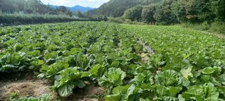 이.일신.꽃분아빠님의 작성글 사진